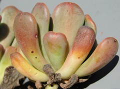 Sedum rubiginosum