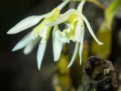 Dendrobium kratense