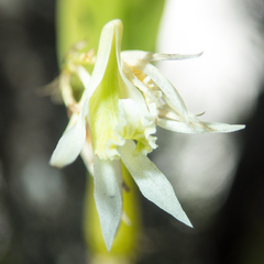 Dendrobium kratense