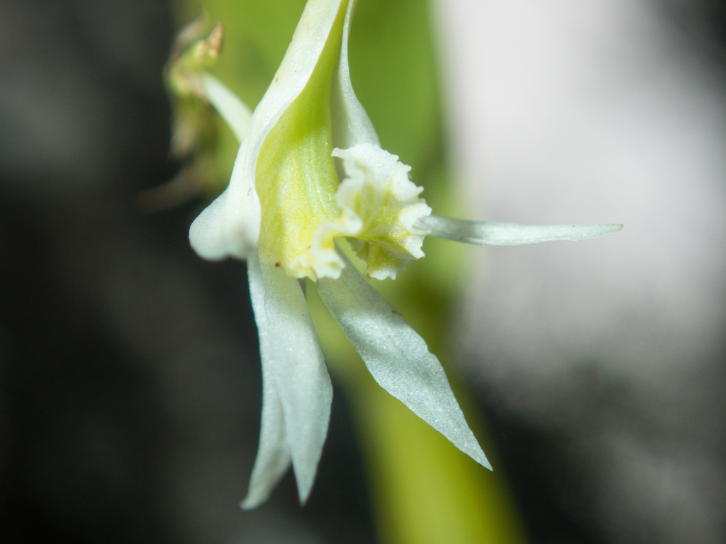 Dendrobium kratense Kerr 3