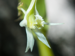 Dendrobium kratense
