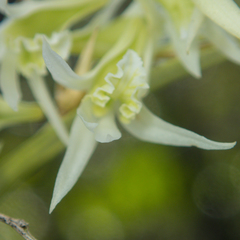 Dendrobium kratense