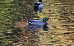 Anas platyrhynchos