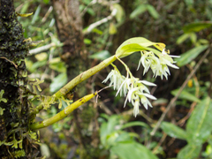 Dendrobium kratense