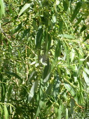Salix mucronata