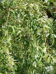 Salix mucronata