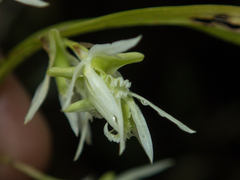 Dendrobium kratense