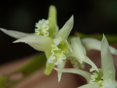 Dendrobium kratense
