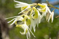 Dendrobium kratense