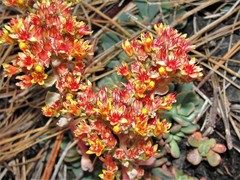 Sedum rubiginosum