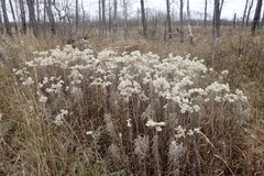 Anaphalis margaritacea