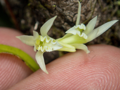 Dendrobium kratense