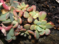 Sedum rubiginosum