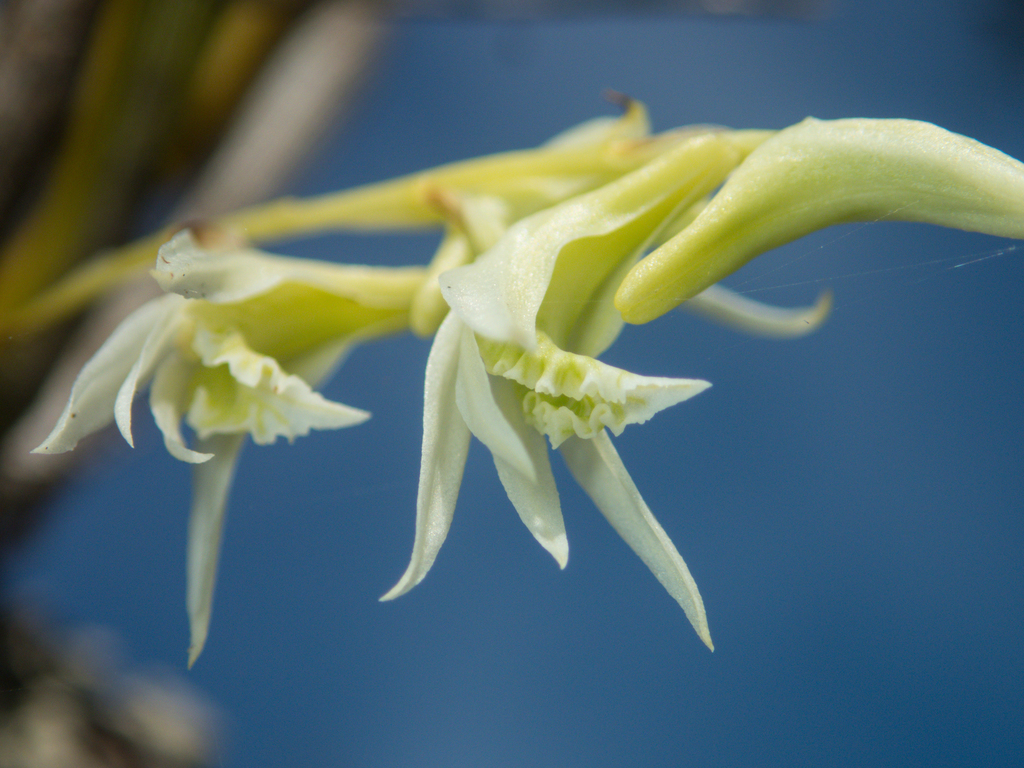 Dendrobium kratense Kerr 4