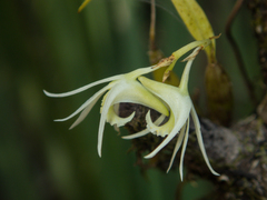 Dendrobium kratense