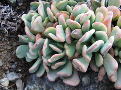 Sedum rubiginosum