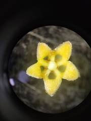 Gymnema yunnanense