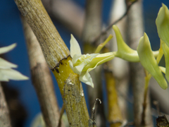 Dendrobium kratense