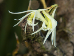 Dendrobium kratense