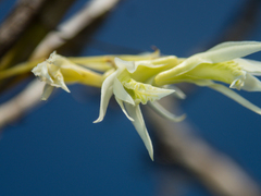 Dendrobium kratense