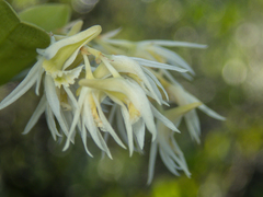 Dendrobium kratense