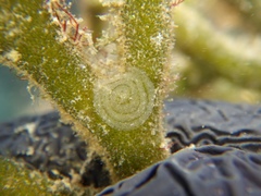 Elysia trisinuata