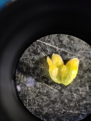 Gymnema yunnanense