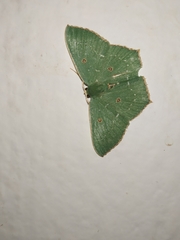 Cyclothea disjuncta