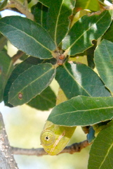 Chamaeleo chamaeleon