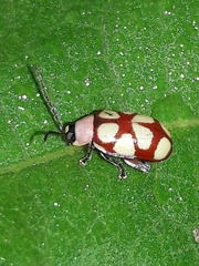 Omophoita magniguttis