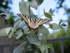 Iphiclides feisthamelii