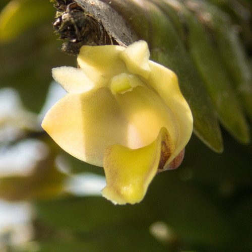 Dendrobium leonis, photograph 3