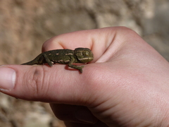 Chamaeleo chamaeleon