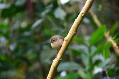 Certhidea fusca