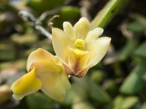 Dendrobium leonis, photograph 4