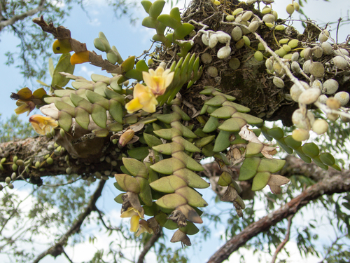 Dendrobium leonis, photograph 5