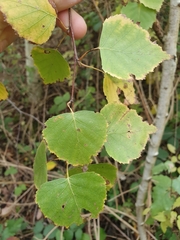 Betula pendula