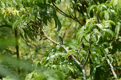 Hemipus hirundinaceus