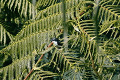 Hemipus hirundinaceus