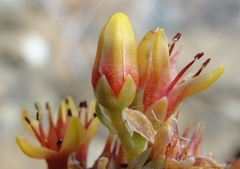 Sedum rubiginosum