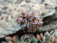 Sedum rubiginosum