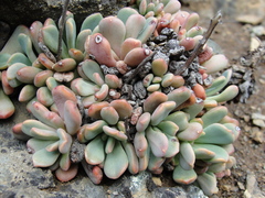 Sedum rubiginosum
