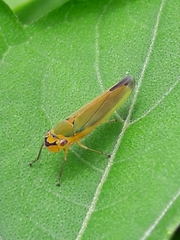 Catagonalia conjunctula