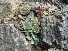 Sedum rubiginosum