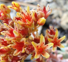 Sedum rubiginosum