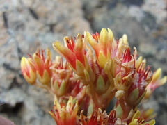Sedum rubiginosum