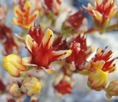 Sedum rubiginosum