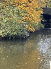 Ardea cinerea
