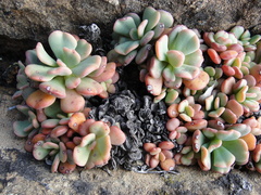 Sedum rubiginosum
