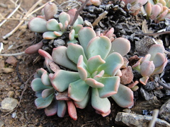 Sedum rubiginosum
